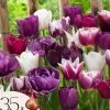 Tulipanløg - Sæt med 35 - Tulipa 'Blueberry' - Blomsterløg - Lilla