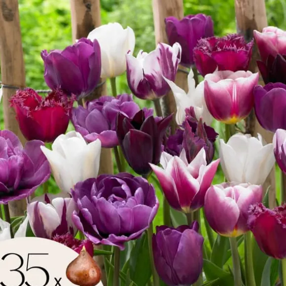 Tulipanløg - Sæt med 35 - Tulipa 'Blueberry' - Blomsterløg - Lilla
