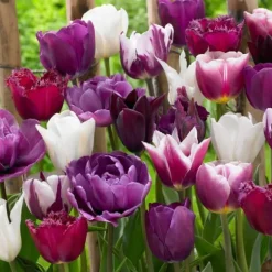 Tulipanløg - Sæt med 35 - Tulipa 'Blueberry' - Blomsterløg - Lilla