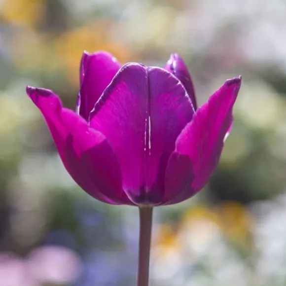 Tulipanløg - Sæt med 35 - Tulipa 'Blueberry' - Blomsterløg - Lilla