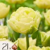 Tulipanløg - Sæt med 21 - Tulipa 'Avant Garde' - Blomsterløg - Gul