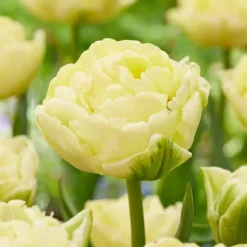 Tulipanløg - Sæt med 21 - Tulipa 'Avant Garde' - Blomsterløg - Gul