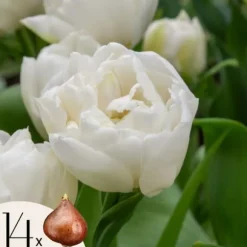 Tulipanløg - Sæt med 14 - Tulipa 'Mondial' - Blomsterløg
