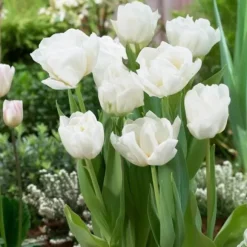 Tulipanløg - Sæt med 14 - Tulipa 'Mondial' - Blomsterløg