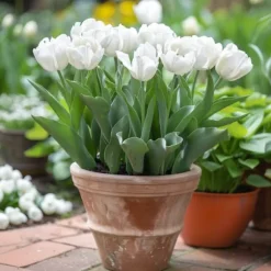 Tulipanløg - Sæt med 14 - Tulipa 'Mondial' - Blomsterløg