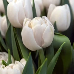 Tulipanløg - Sæt med 14 - Tulipa 'Mondial' - Blomsterløg