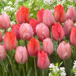 Tulipanløg - Sæt med 40 - Tulipa 'Salmon', 'Van Eijk' - Blomsterløg - Rød