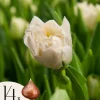 Tulipanløg - Sæt med 14 - Tulipa 'Northcap' - Blomsterløg - Gul