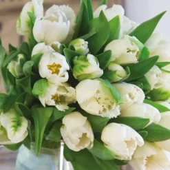 Tulipanløg - Sæt med 14 - Tulipa 'Northcap' - Blomsterløg - Gul