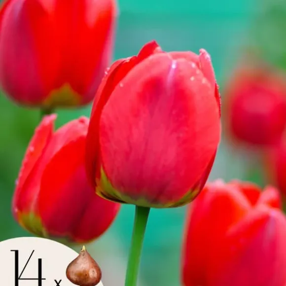 Tulipanløg - Sæt med 14 - Tulipa 'Red Impression' - Blomsterløg - Rød