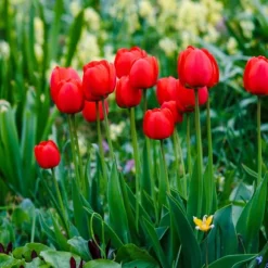 Tulipanløg - Sæt med 14 - Tulipa 'Red Impression' - Blomsterløg - Rød