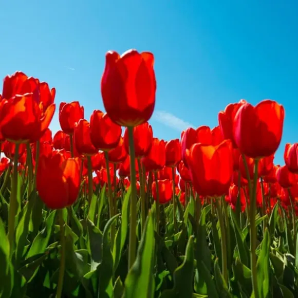 Tulipanløg - Sæt med 14 - Tulipa 'Red Impression' - Blomsterløg - Rød