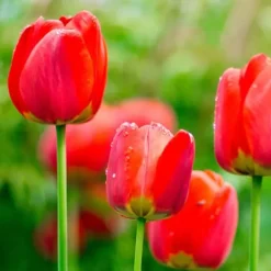 Tulipanløg - Sæt med 14 - Tulipa 'Red Impression' - Blomsterløg - Rød