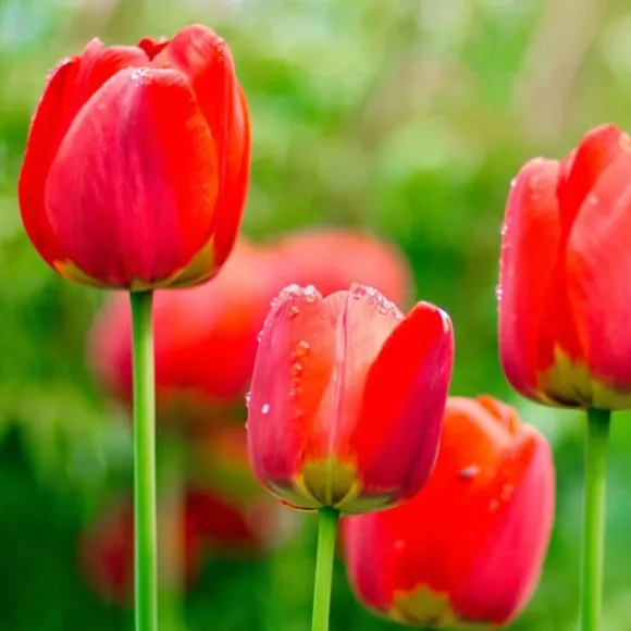 Tulipanløg - Sæt med 14 - Tulipa 'Red Impression' - Blomsterløg - Rød