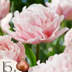 Tulipanløg - Sæt med 15 - Tulipa 'Dreamer' - Blomsterløg - Lyserød