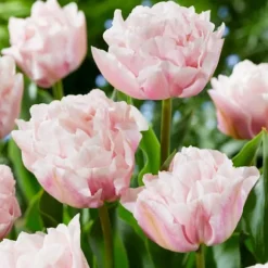 Tulipanløg - Sæt med 15 - Tulipa 'Dreamer' - Blomsterløg - Lyserød