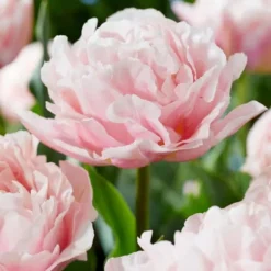 Tulipanløg - Sæt med 15 - Tulipa 'Dreamer' - Blomsterløg - Lyserød