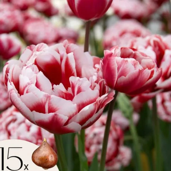 Tulipanløg - Sæt med 15 - Tulipa 'Drumline' - Blomsterløg