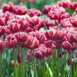 Tulipanløg - Sæt med 15 - Tulipa 'Drumline' - Blomsterløg