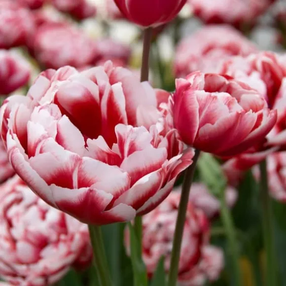Tulipanløg - Sæt med 15 - Tulipa 'Drumline' - Blomsterløg