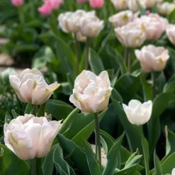 Tulipanløg - Sæt med 25 - Tulipa 'Dreamer' - Blomsterløg - Lyserød