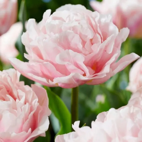 Tulipanløg - Sæt med 25 - Tulipa 'Dreamer' - Blomsterløg - Lyserød