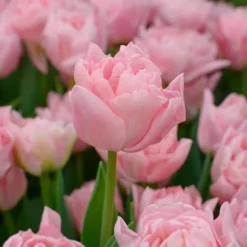 Tulipanløg - Sæt med 25 - Tulipa 'Dreamer' - Blomsterløg - Lyserød
