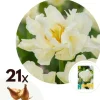 Tulipanløg - Sæt med 21 - Tulipa 'Northcap' - Blomsterløg - Gul