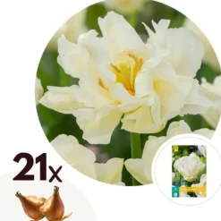 Tulipanløg - Sæt med 21 - Tulipa 'Northcap' - Blomsterløg - Gul
