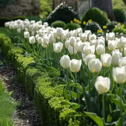 Tulipanløg - Sæt med 21 - Tulipa 'Northcap' - Blomsterløg - Gul