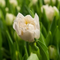 Tulipanløg - Sæt med 21 - Tulipa 'Northcap' - Blomsterløg - Gul