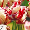 Tulipanløg - Sæt med 21 - Tulipa 'Estella Rijnveld' - Blomsterløg - Rød