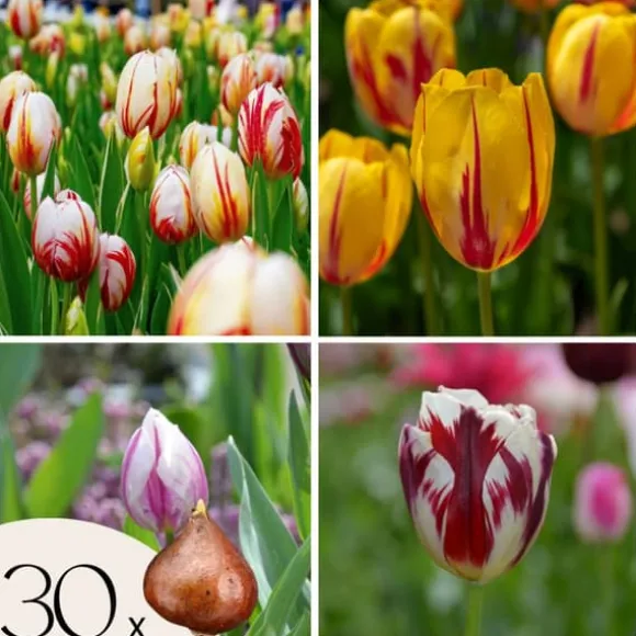 Tulipanløg - Sæt med 30 - Tulipa 'Flaming Beauty Mix' - Blomsterløg - Flerfarvet