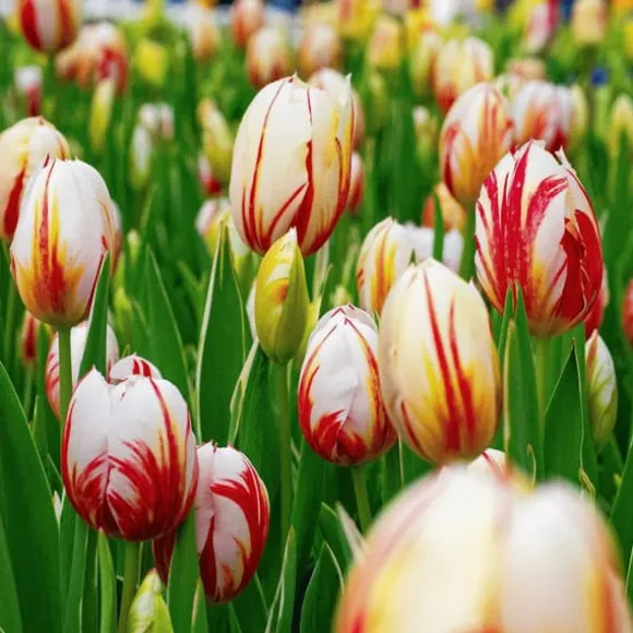 Tulipanløg - Sæt med 30 - Tulipa 'Flaming Beauty Mix' - Blomsterløg - Flerfarvet