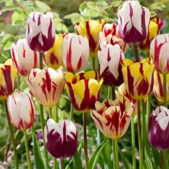 Tulipanløg - Sæt med 30 - Tulipa 'Flaming Beauty Mix' - Blomsterløg - Flerfarvet