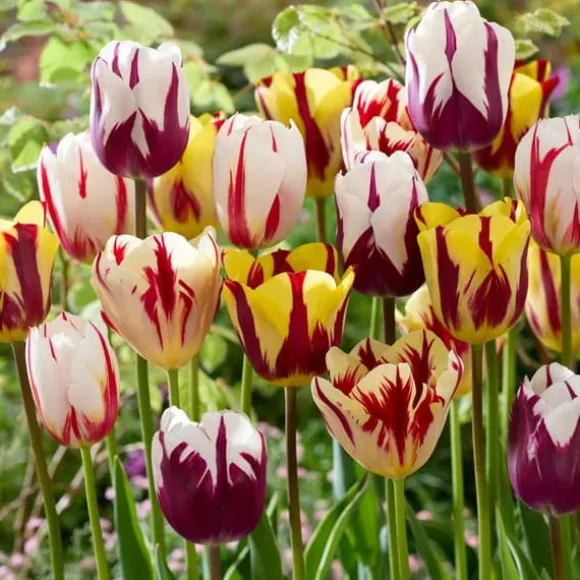 Tulipanløg - Sæt med 30 - Tulipa 'Flaming Beauty Mix' - Blomsterløg - Flerfarvet
