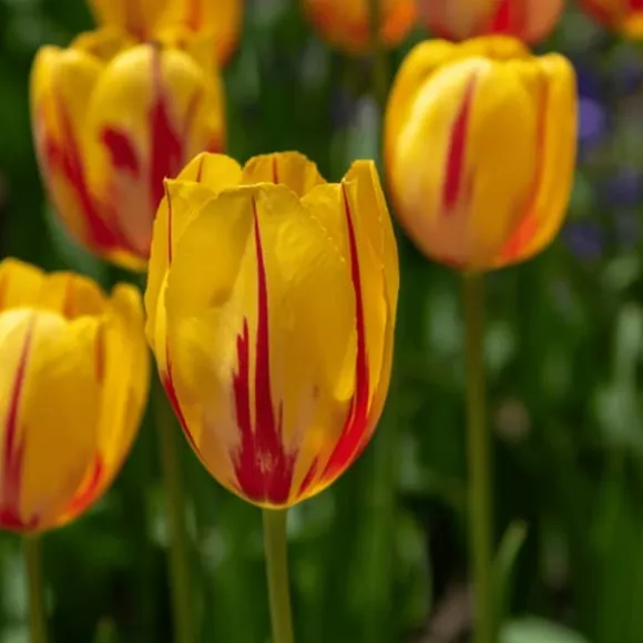 Tulipanløg - Sæt med 30 - Tulipa 'Flaming Beauty Mix' - Blomsterløg - Flerfarvet