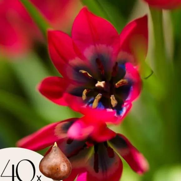 Tulipanløg - Sæt med 40 - Tulipa 'Little Beauty' - Blomsterløg - Rød