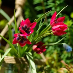 Tulipanløg - Sæt med 40 - Tulipa 'Little Beauty' - Blomsterløg - Rød