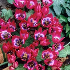 Tulipanløg - Sæt med 40 - Tulipa 'Little Beauty' - Blomsterløg - Rød
