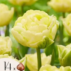 Tulipanløg - Sæt med 14 - Tulipa 'Avant Garde' - Blomsterløg - Gul