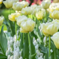Tulipanløg - Sæt med 14 - Tulipa 'Avant Garde' - Blomsterløg - Gul