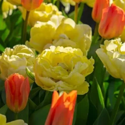 Tulipanløg - Sæt med 14 - Tulipa 'Avant Garde' - Blomsterløg - Gul