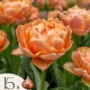 Tulipanløg - Sæt med 15 - Tulipa 'Copper Image' - Blomsterløg