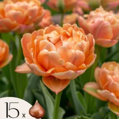 Tulipanløg - Sæt med 15 - Tulipa 'Copper Image' - Blomsterløg