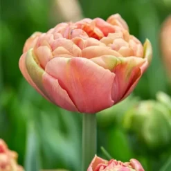 Tulipanløg - Sæt med 15 - Tulipa 'Copper Image' - Blomsterløg