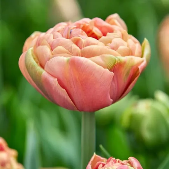 Tulipanløg - Sæt med 15 - Tulipa 'Copper Image' - Blomsterløg