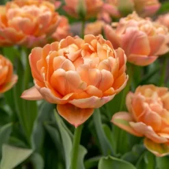 Tulipanløg - Sæt med 15 - Tulipa 'Copper Image' - Blomsterløg