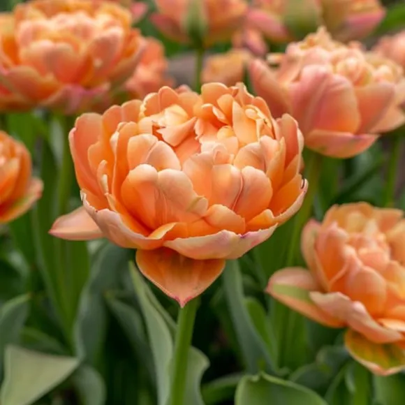 Tulipanløg - Sæt med 15 - Tulipa 'Copper Image' - Blomsterløg