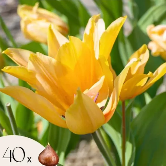Tulipanløg - Sæt med 40 - Tulipa 'Prastants Shogun' - Blomsterløg - Orange